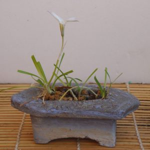 Pot “Calme de l’aube” – Grès brut bleu-gris