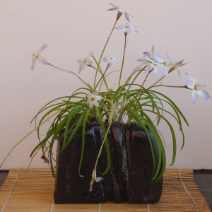 Pot “Faille volcanique” – Grès noir texturé